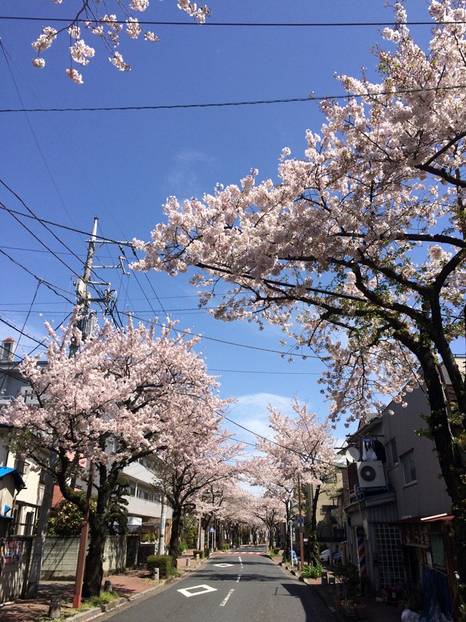 20170412_近所の桜_04.jpg