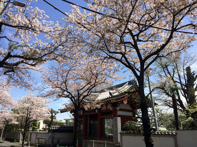 20170412_近所の桜_05.jpg