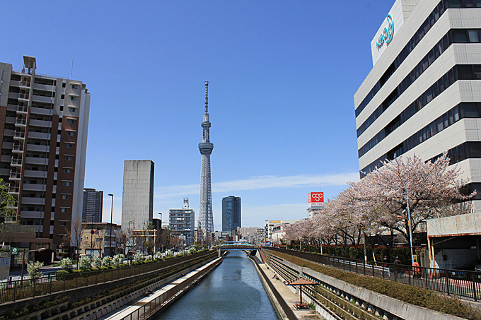 20170412_近所の桜_09.jpg