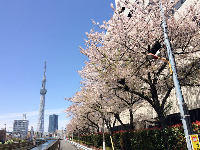 20170412_近所の桜_10.jpg