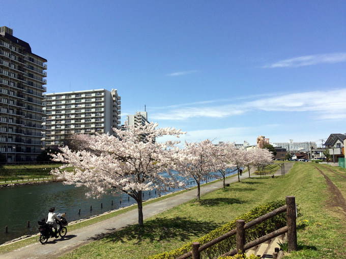 20170412_近所の桜_11.jpg