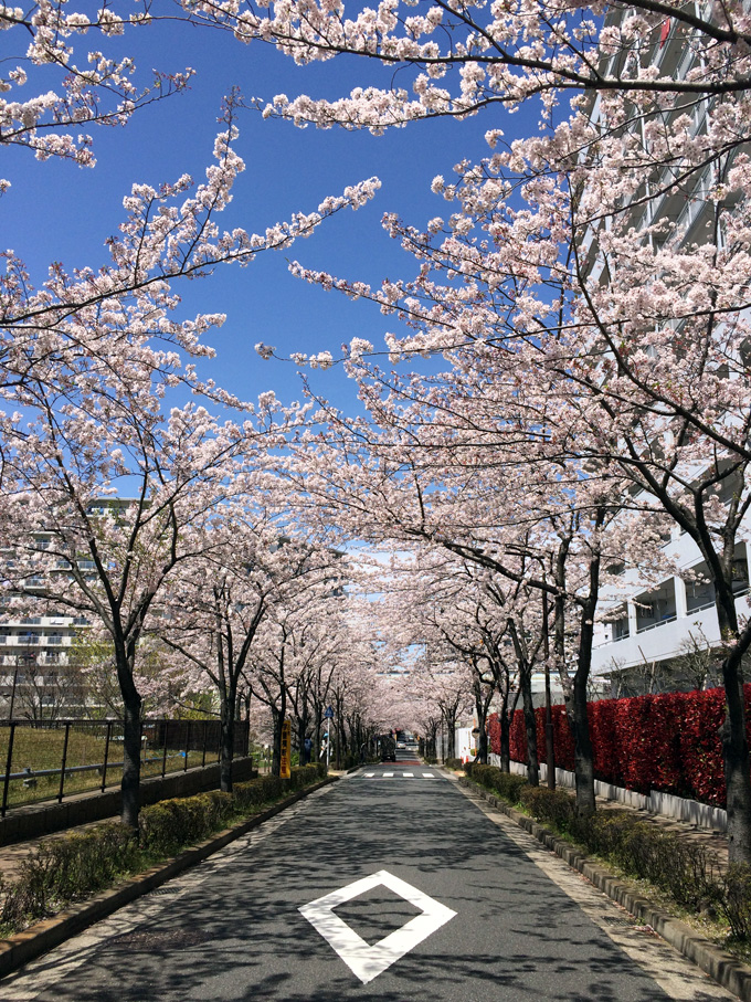 20170412_近所の桜_12.jpg