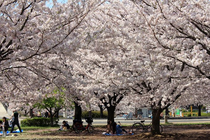 20170412_近所の桜_14.jpg