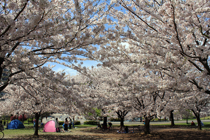 20170412_近所の桜_15.jpg