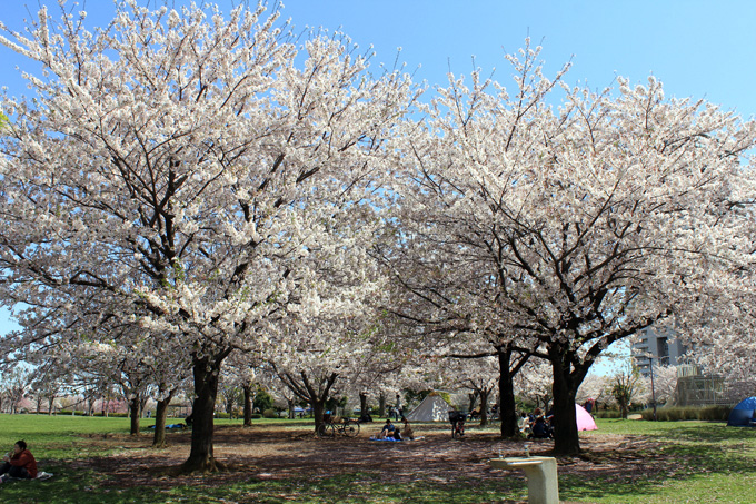 20170412_近所の桜_16.jpg