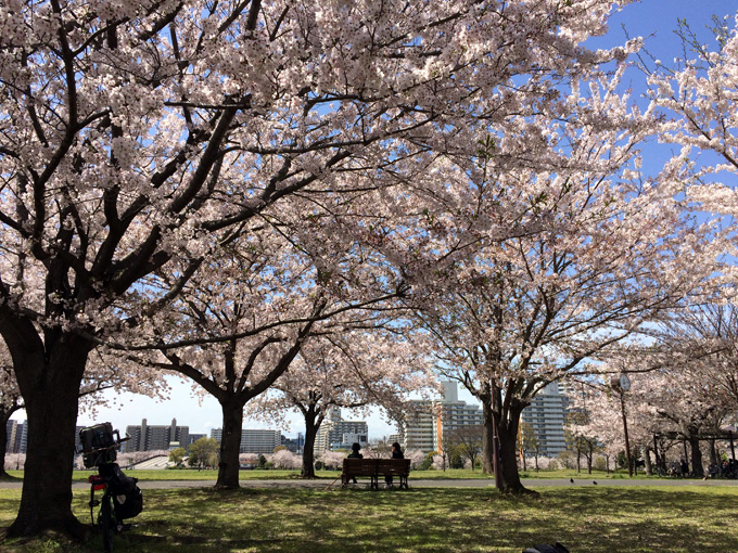 20170412_近所の桜_17.jpg