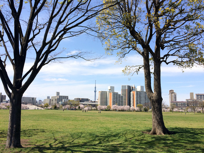 20170412_近所の桜_18.jpg