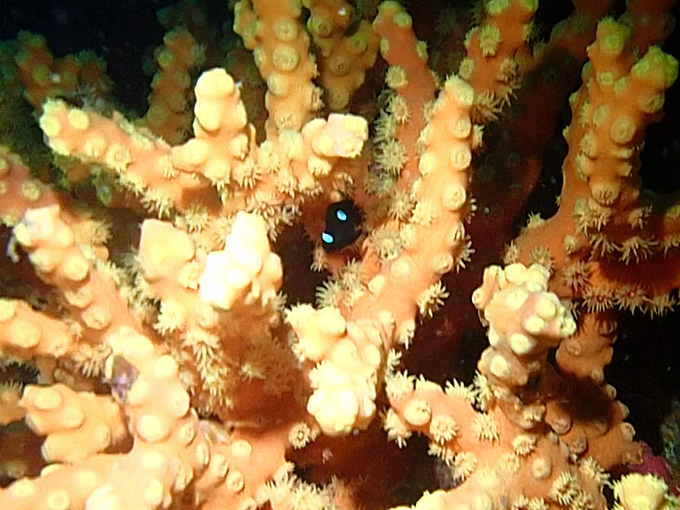 20171015_勝浦_ミツボシクロスズメ.jpg