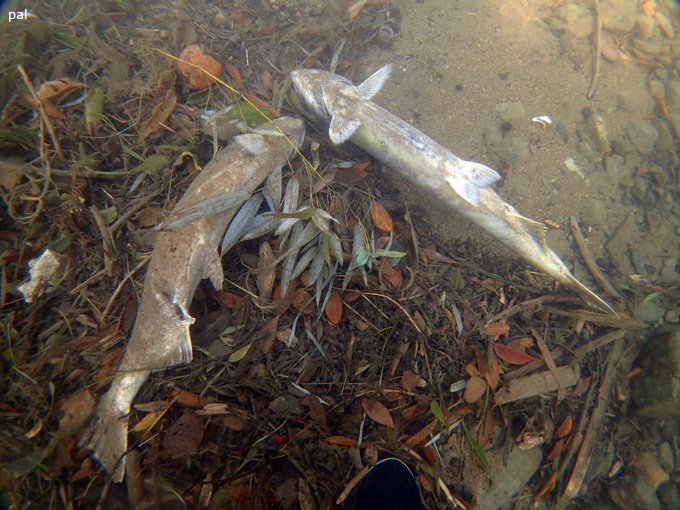 20171103_onagawa_pal_09.jpg