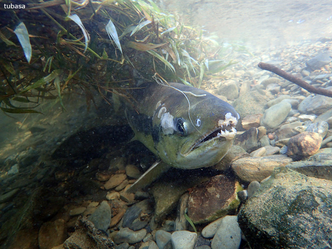 20171103_onagawa_tukasa_02.jpg