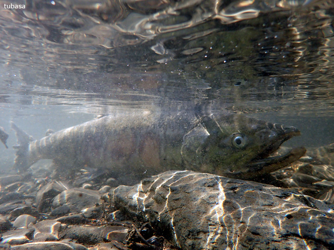 20171103_onagawa_tukasa_03.jpg
