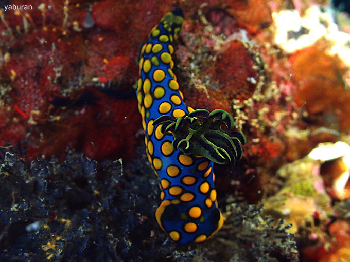 サガミリュウグウウミウシ
