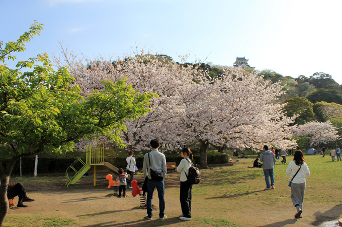 城山公園の桜|房総 館山