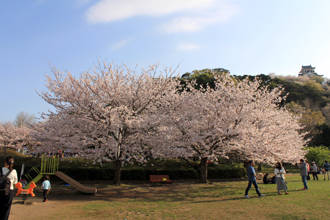 城山公園の桜|房総 館山