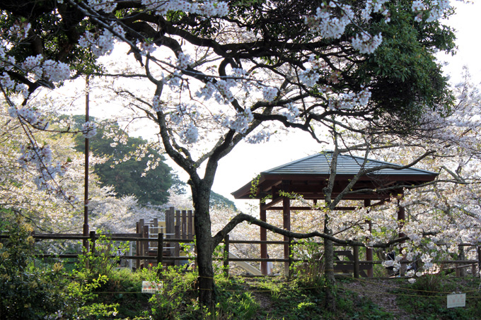 20180331_城山公園_04.jpg