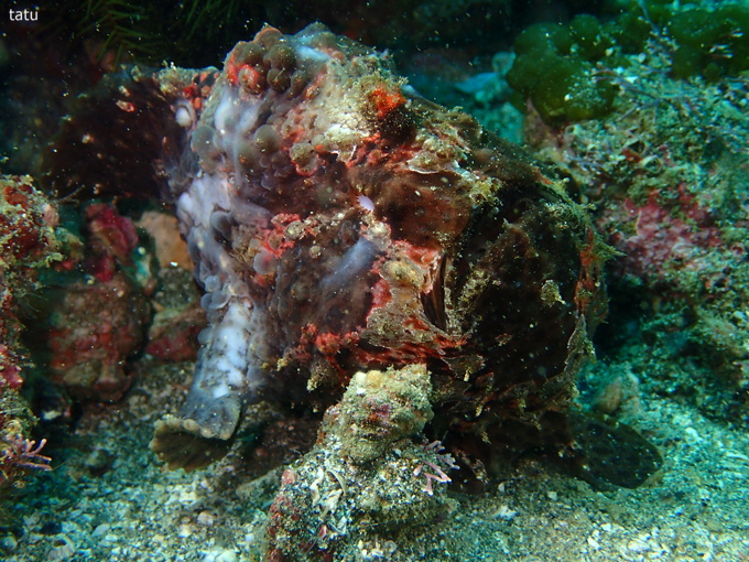 20180401_katuyama_sugitatu_05.jpg