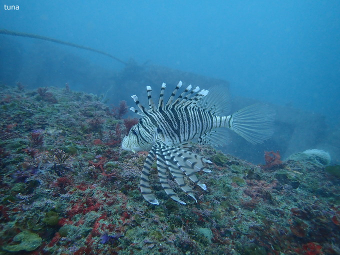 20190310_katuyama_tunashima_06.jpg