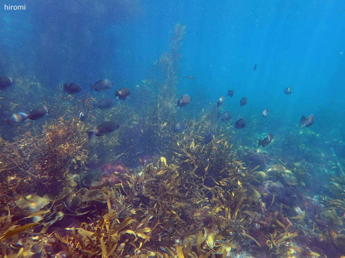 20190320_katuura_tajima_hiromi_01.jpg