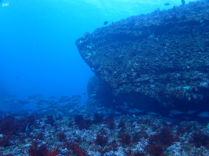 20190325_katuura_03.jpg