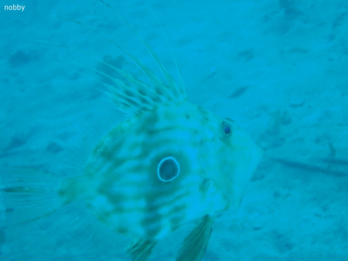 20190302_katuyama_ishikawa_07.jpg