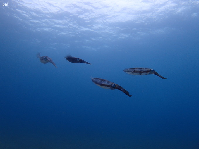 20190302_katuyama_pal_10.jpg
