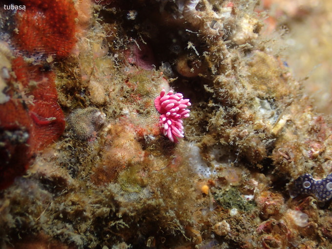 201900216_jyougashima_kato_tukasa_02.jpg