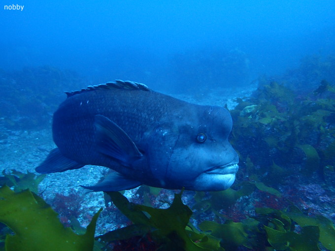 20190206_nishikawana_ishikawa_05.jpg
