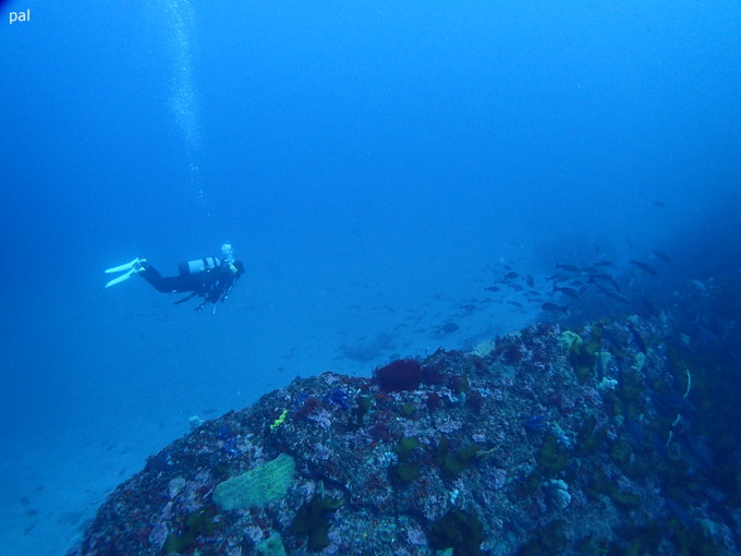 20190126_ito_pal_01.jpg