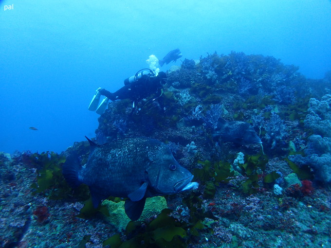 20190126_ito_pal_06.jpg