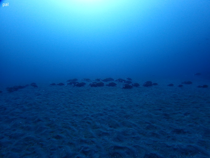20190126_ito_pal_12.jpg