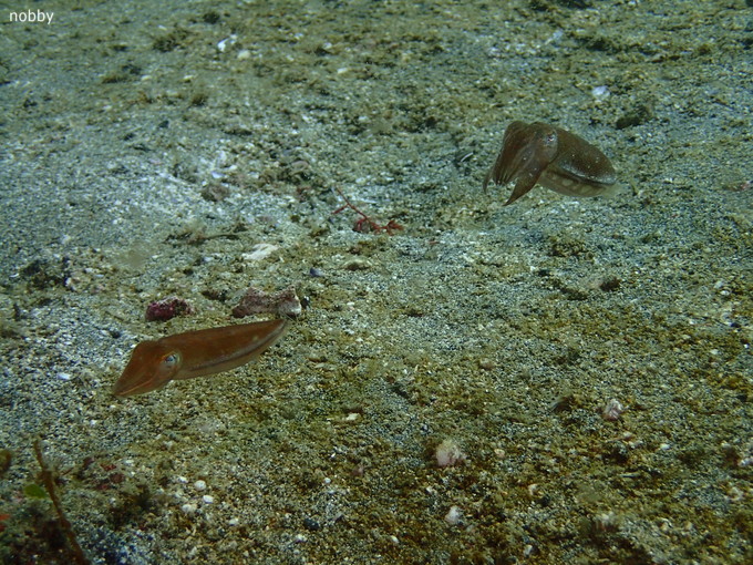 20190407_katuyama_ishikawa_15.jpg