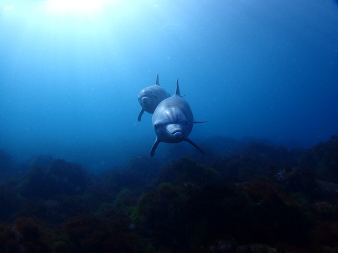20200103_hatushima_005.jpg