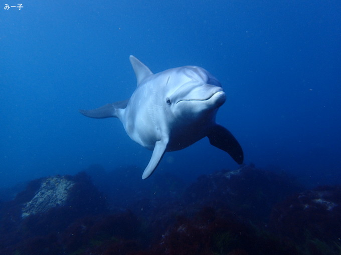 20200103_hatushima_009.jpg