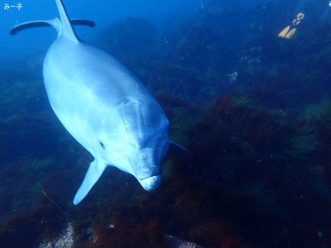 20200103_hatushima_012.jpg