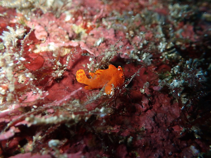 20200103_hatushima_019.jpg