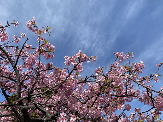 保田駅の桜｜2024/02/24｜かっちゃま