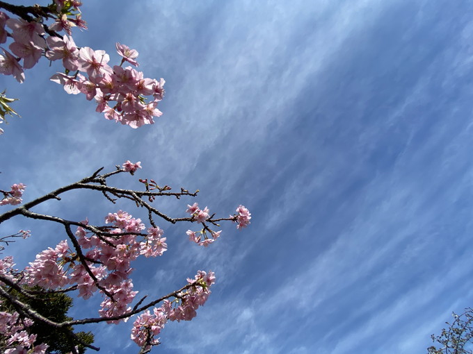 保田駅の桜｜2024/02/24｜かっちゃま