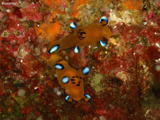 ウデフリツノザヤウミウシ｜かっちゃま｜2024/02/18