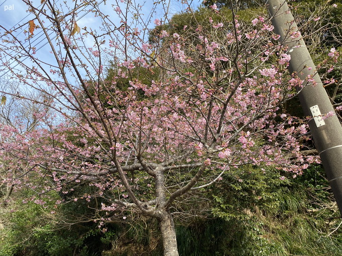 河津桜｜勝浦｜2024/02/10