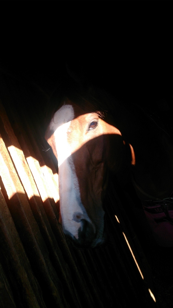 DSC_0014.jpg