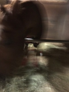 image1.jpeg
