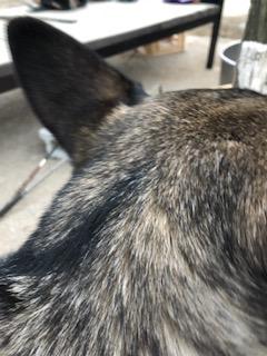 image1.jpeg