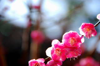 梅の花