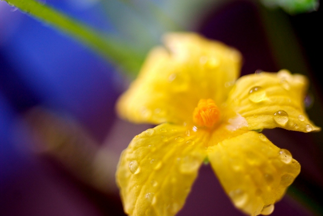 ゴーヤの花