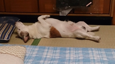 スポット寝姿
