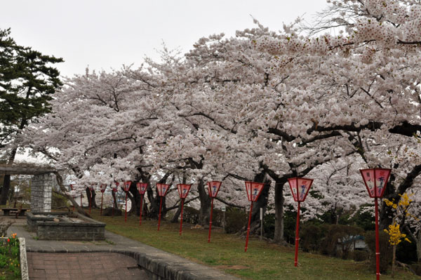 花SAKU撮影場所再び001