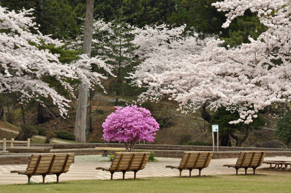 花SAKU撮影場所再び002