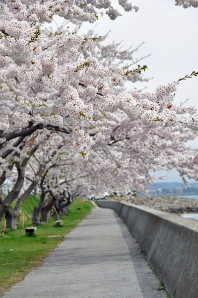 花SAKU撮影場所再び003