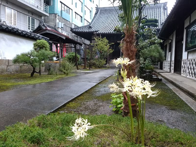 黄金(白黄色)の曼珠沙華