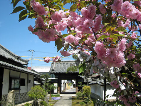 境内の八重桜